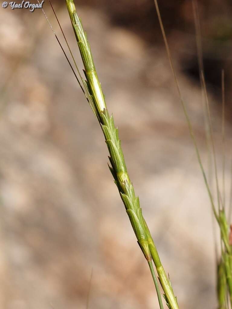 Image of goatgrass