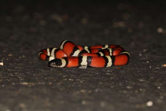 Image of Lampropeltis annulata Kennicott 1861