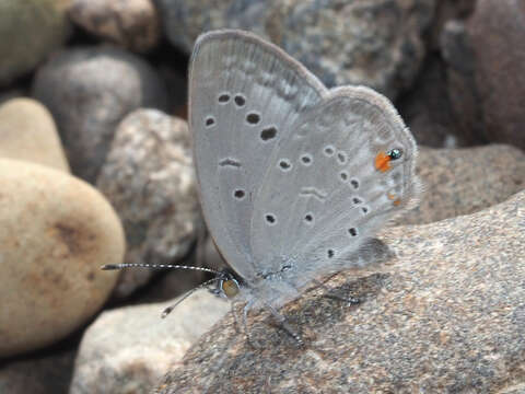 Image of Cupidopsis cissus (Godart (1824))