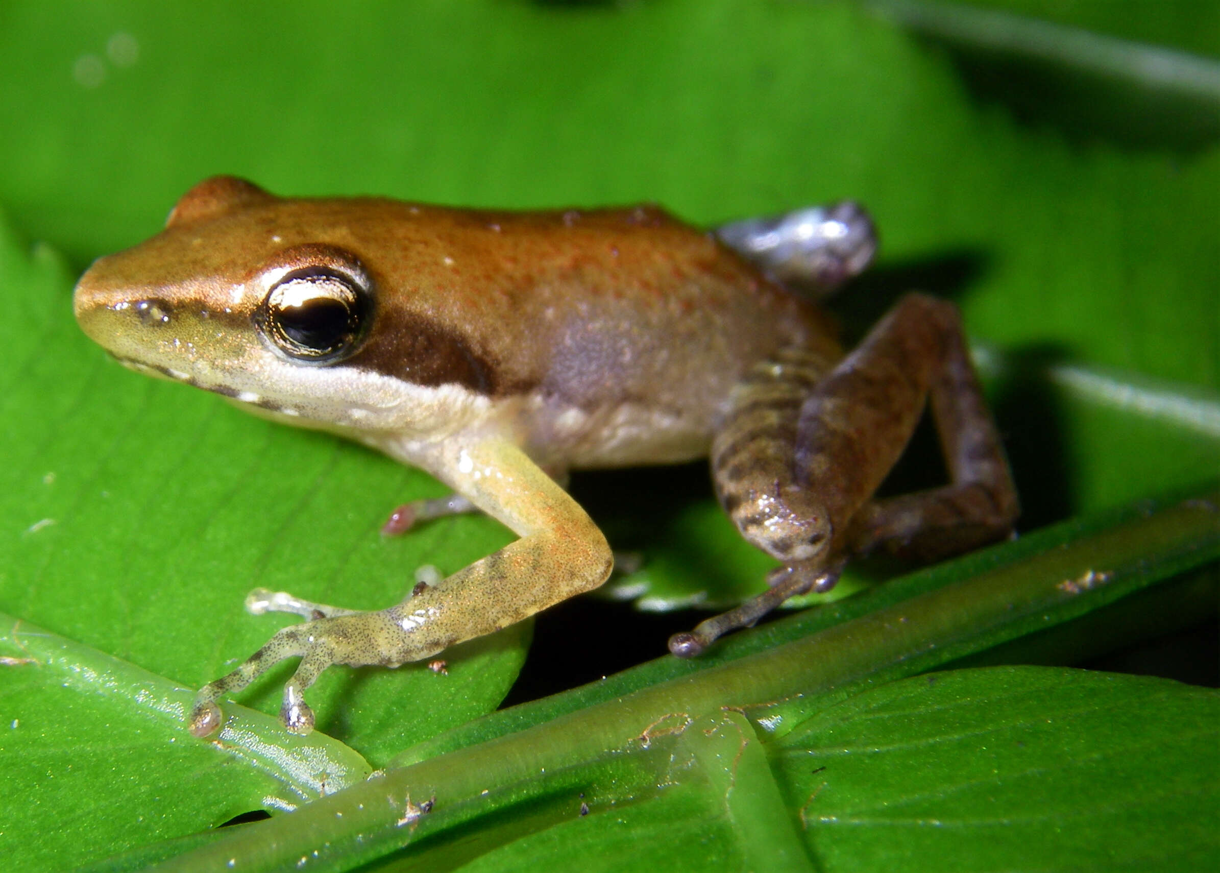 Image of Blommersia blommersae (Guibé 1975)