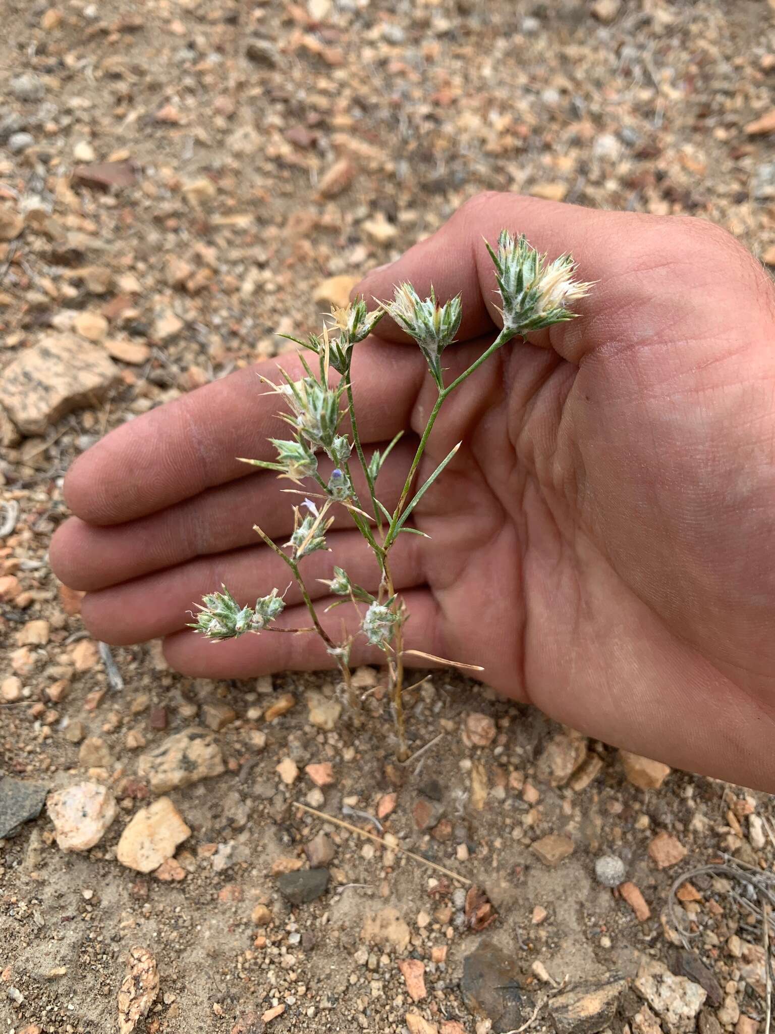 Imagem de Eriastrum sparsiflorum (Eastw.) Mason