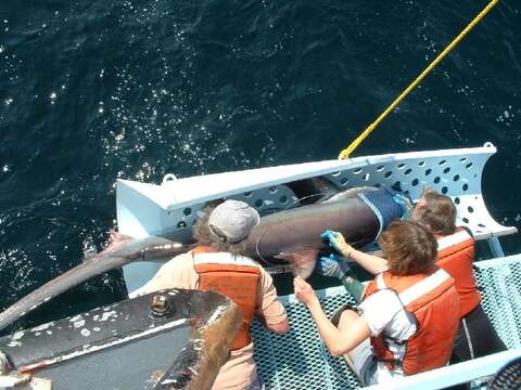 Image of thresher sharks