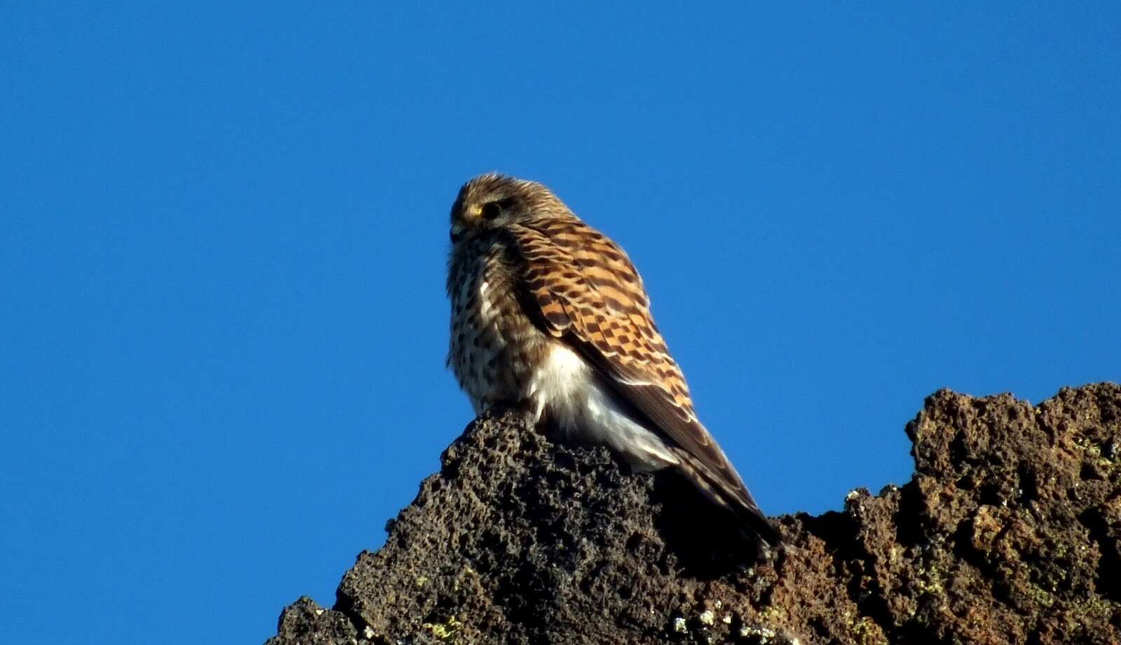 Falco tinnunculus canariensis (Koenig & AF 1890) resmi