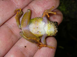 Image of Warty Bright-eyed Frog
