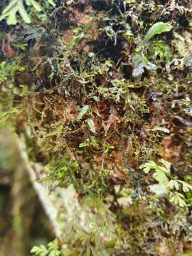 Image de Hymenophyllum armstrongii (Bak.) Kuhn