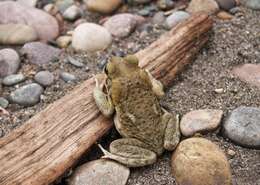 Rhinella poeppigii (Tschudi 1845)的圖片