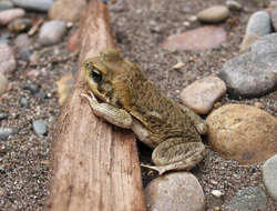 Image of Rhinella poeppigii (Tschudi 1845)