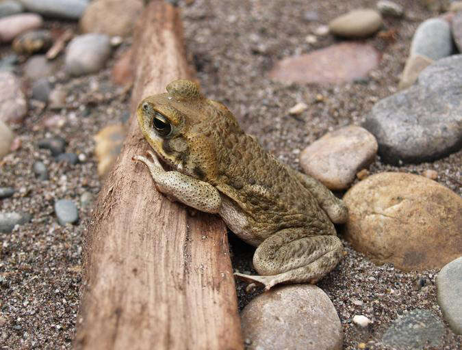 Rhinella poeppigii (Tschudi 1845)的圖片