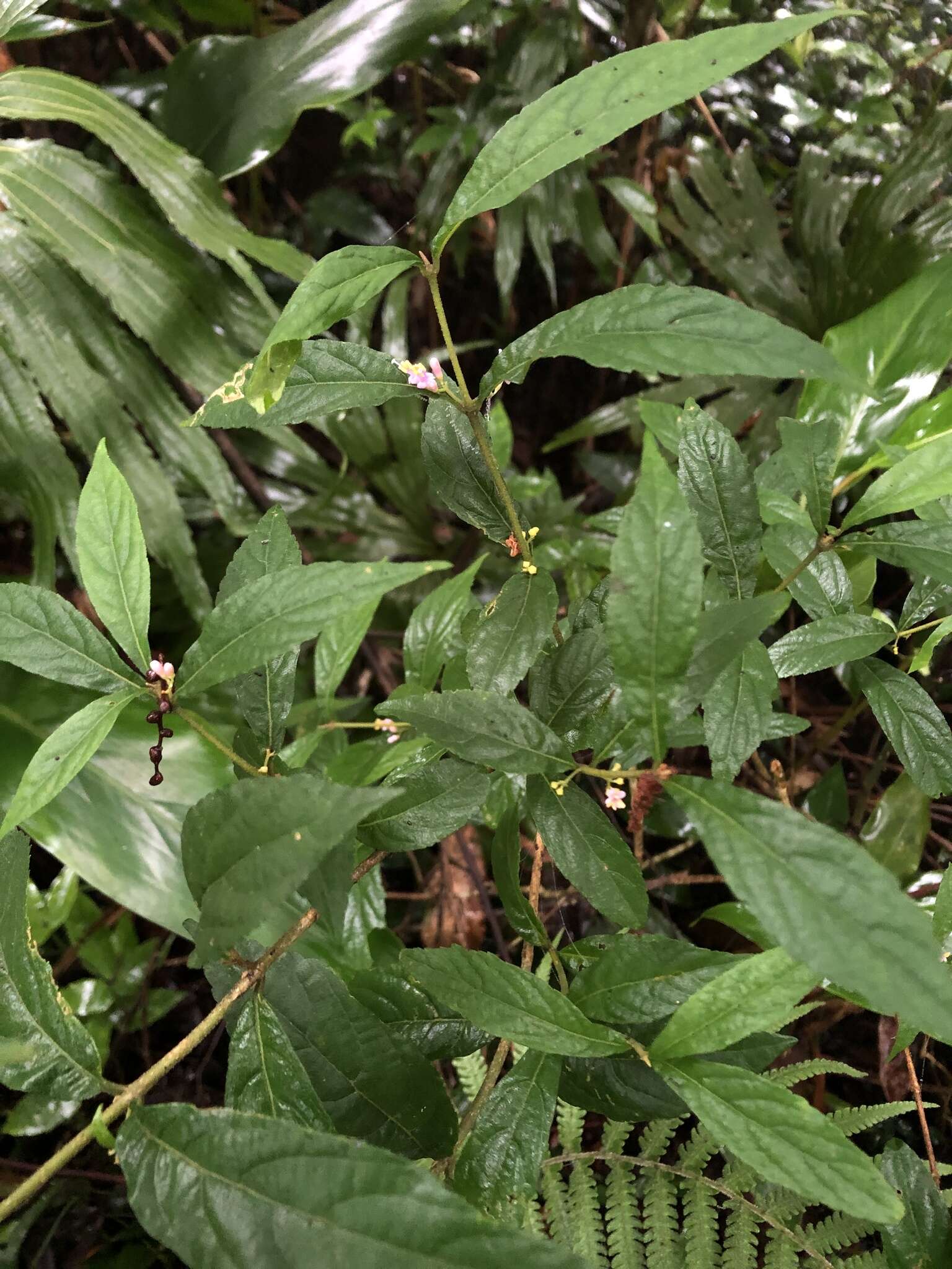 Image of Callicarpa randaiensis Hayata