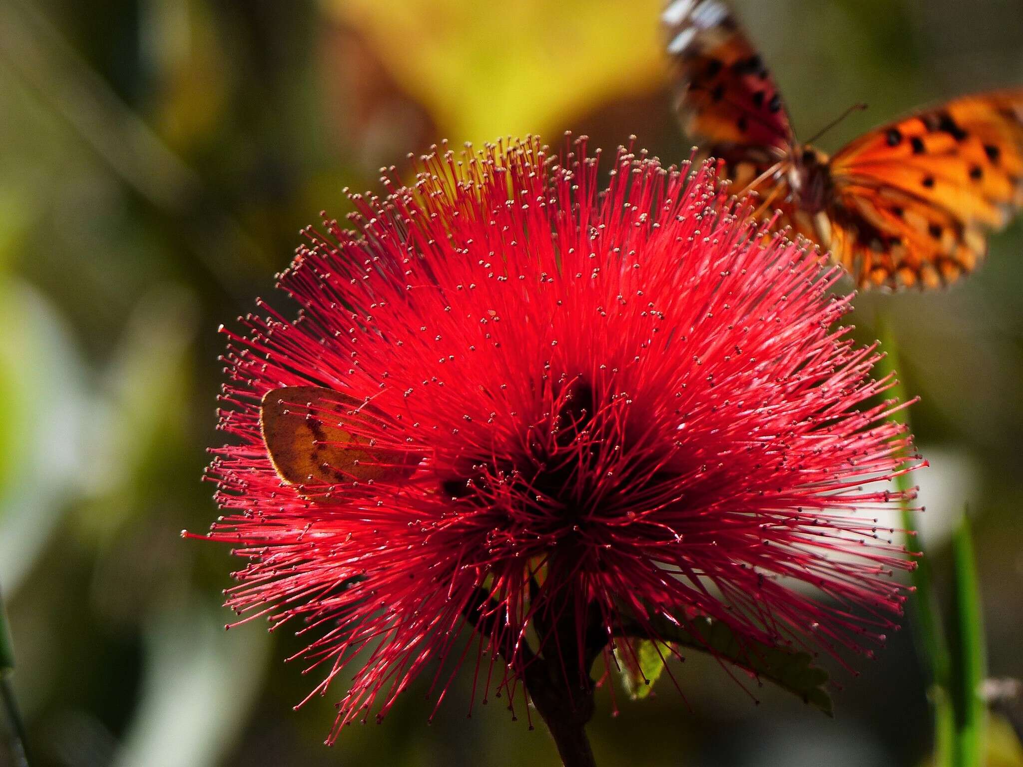 Calliandra dysantha Benth.的圖片