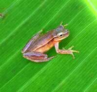 Image of Small-headed Treefrog