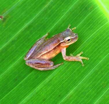 Image of Small-headed Treefrog