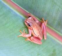 Image of Small-headed Treefrog