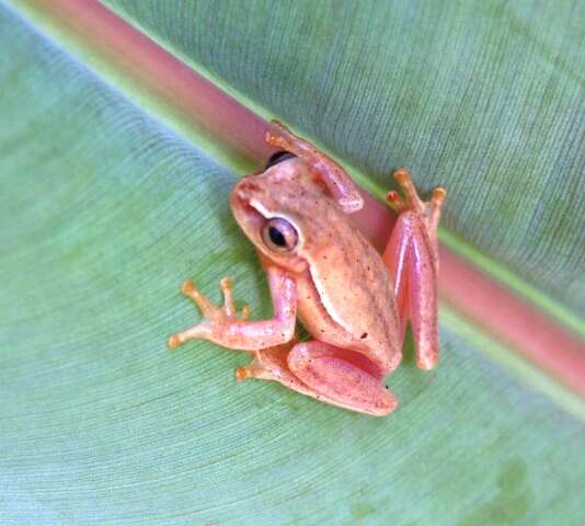 Image of Small-headed Treefrog