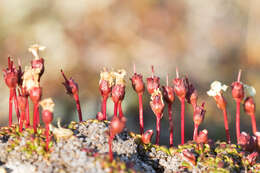 Imagem de Diapensia lapponica var. obovata F. Schmidt