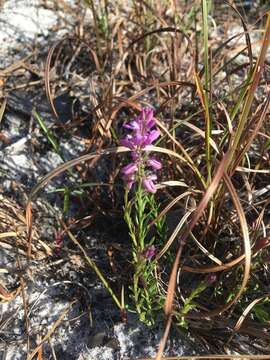 Image of Lewton's milkwort