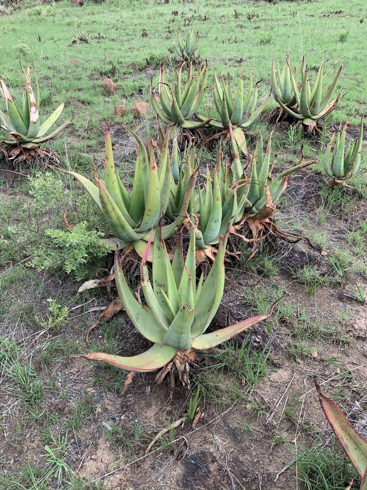 Plancia ëd Aloe vryheidensis Groenew.