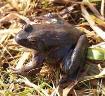 Image of Agile Frog