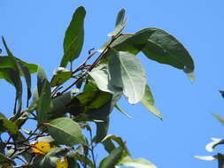 Image of Eucalyptus latisinensis K. D. Hill