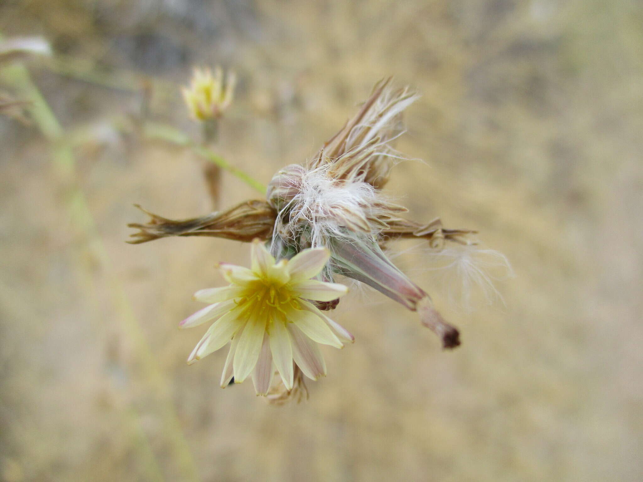 صورة Launaea intybacea (Jacq.) Beauv.