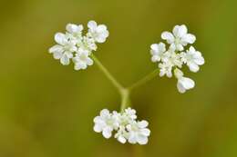 Image of spreading hedgeparsley