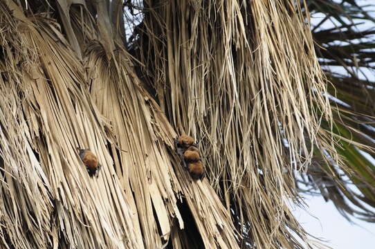 Image of Asiatic Lesser Yellow House Bat