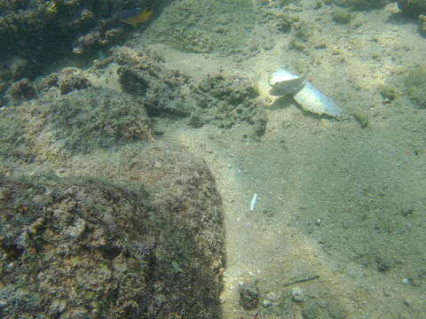 Image of Longnose Puffer