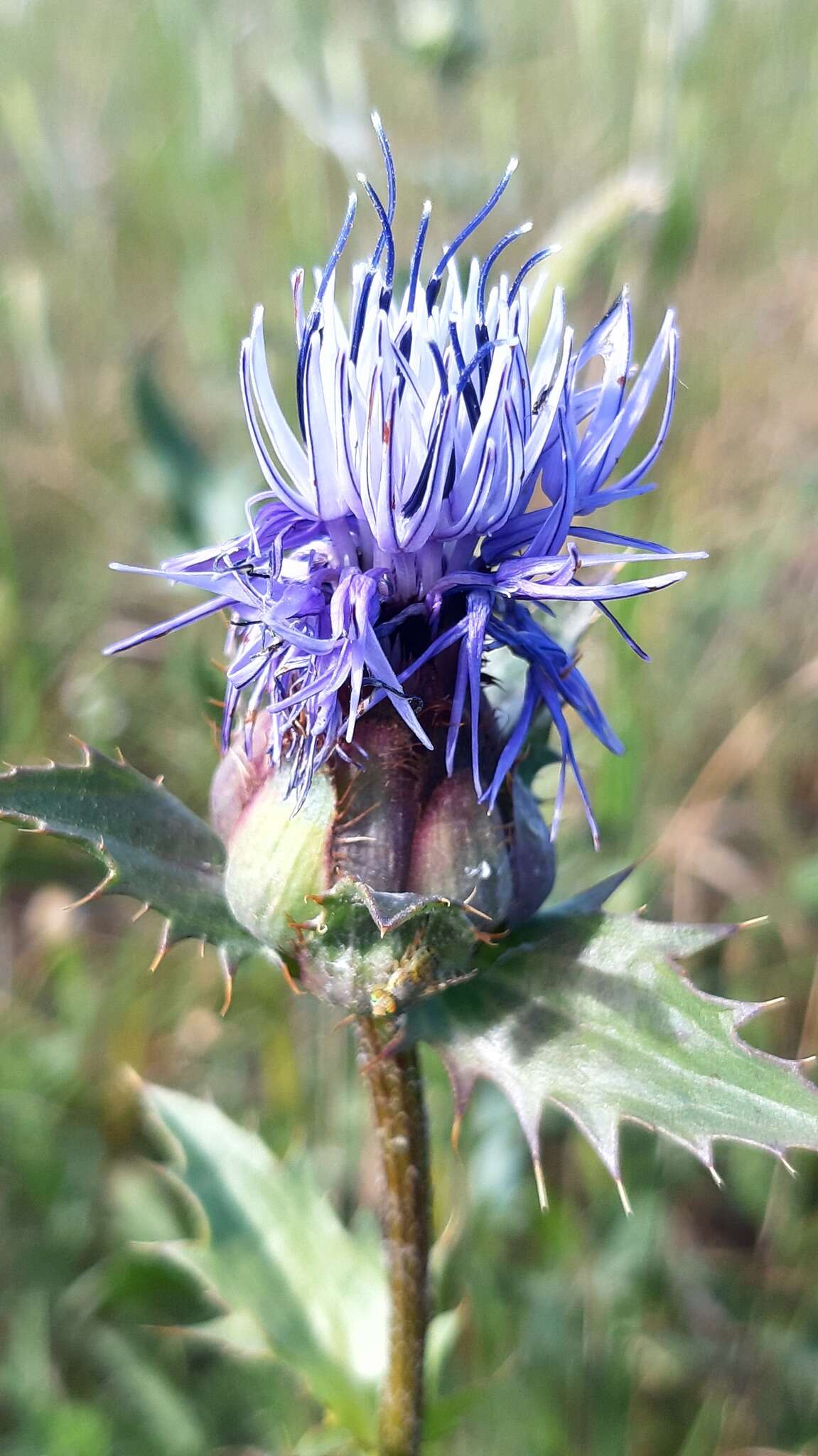 صورة Carduncellus caeruleus (L.) C. Presl