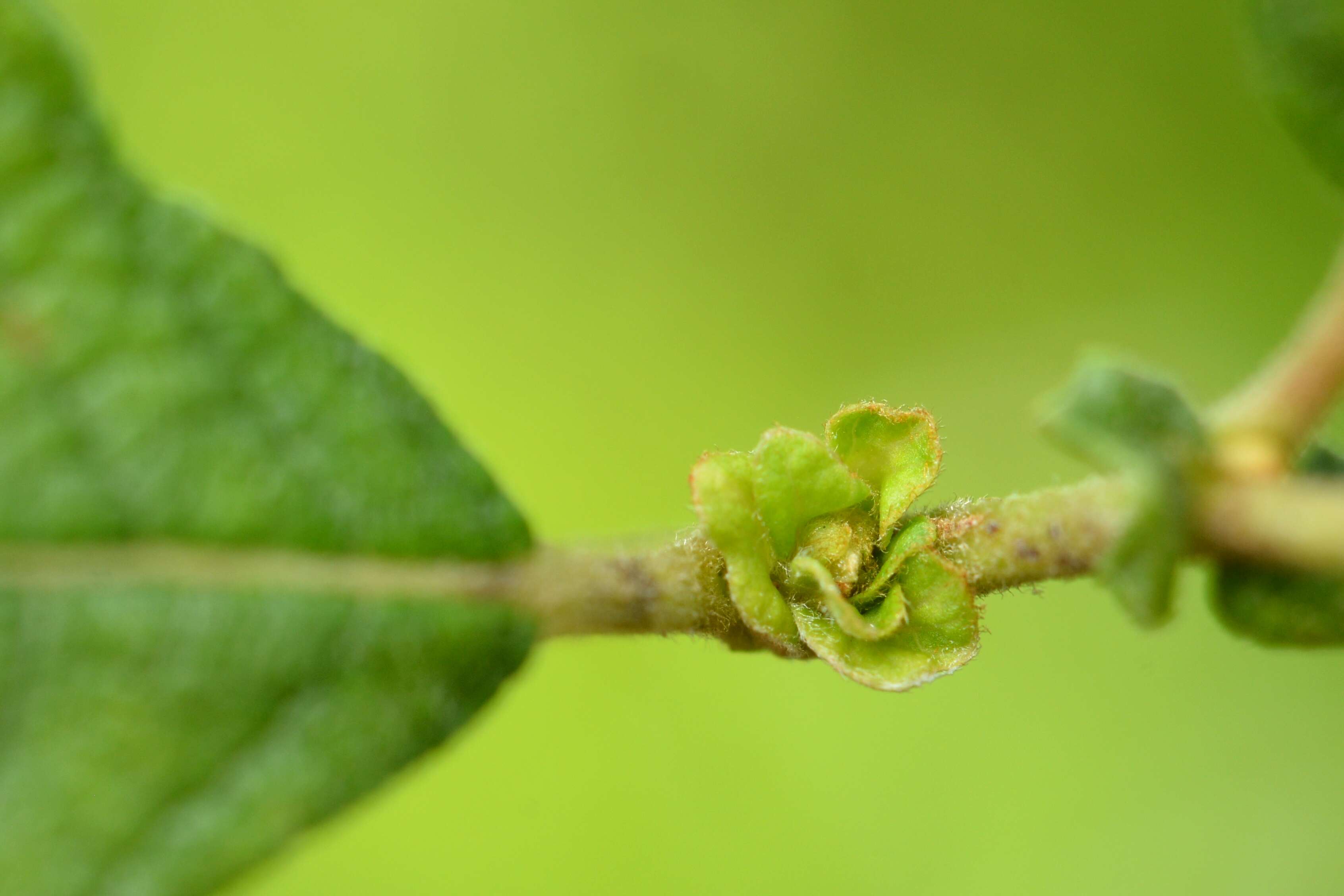 Image of Rabdophaga rosariella