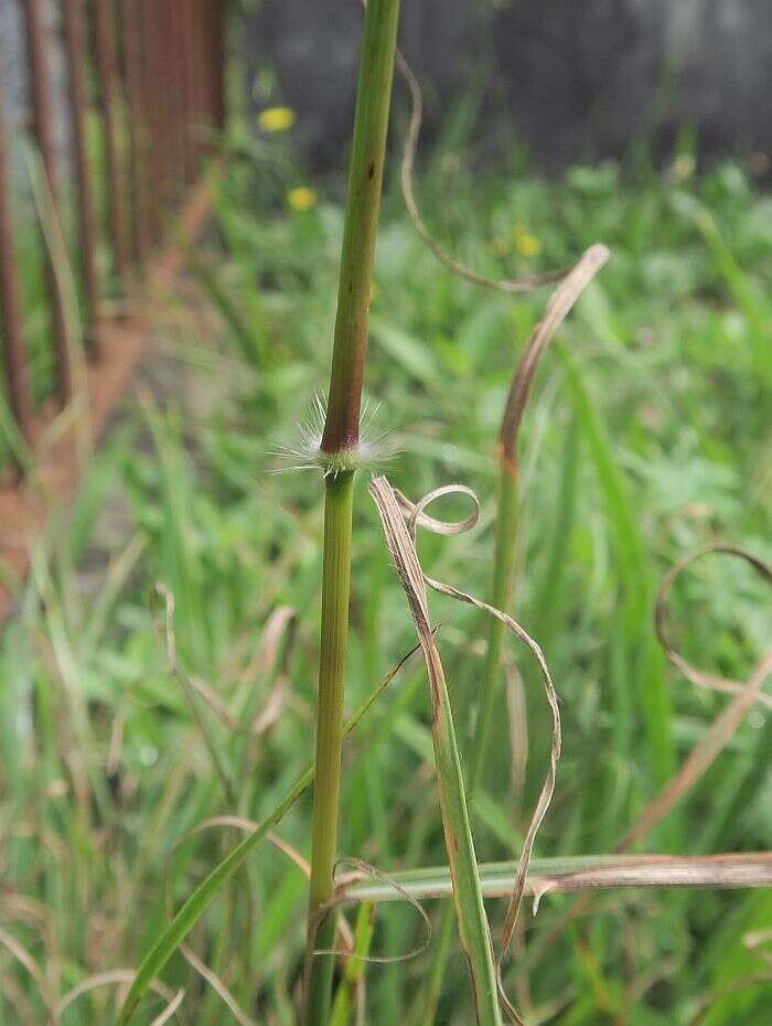 Imagem de Sorghum leiocladum (Hack.) C. E. Hubb.