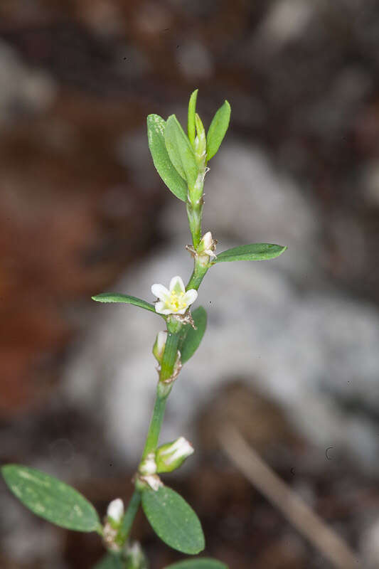 Image of knotgrass