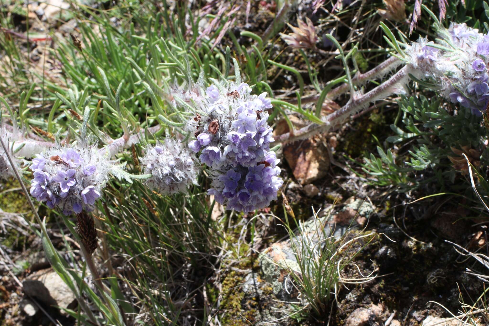 Plancia ëd Ipomopsis globularis (Brand) W. A. Weber