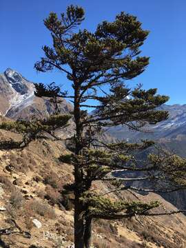 Image of East Himalayan fir