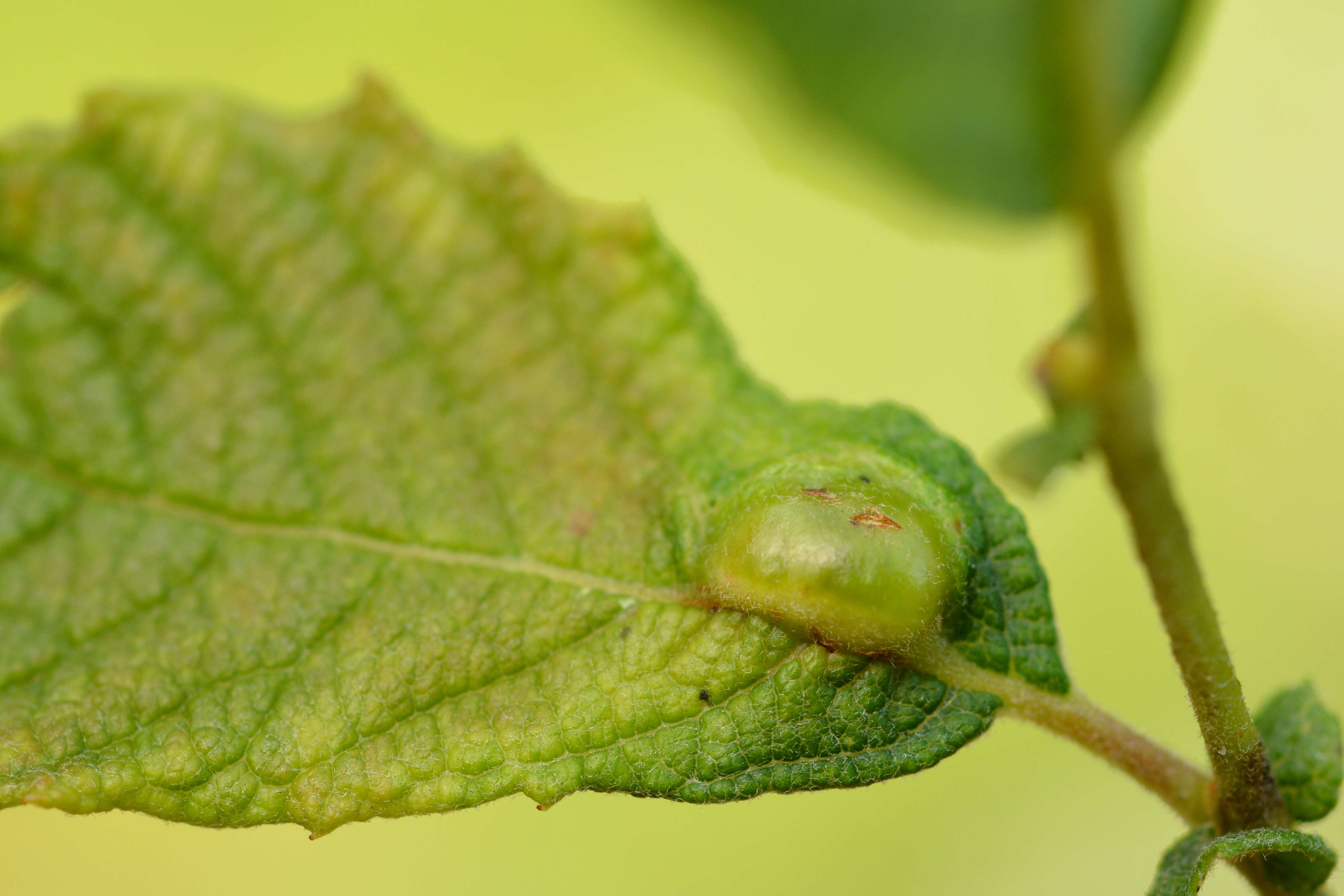 Sivun Iteomyia major (Kieffer 1898) kuva