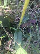 Image of purpledisk sunflower