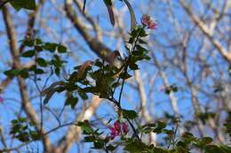 Image of Bauhinia divaricata L.