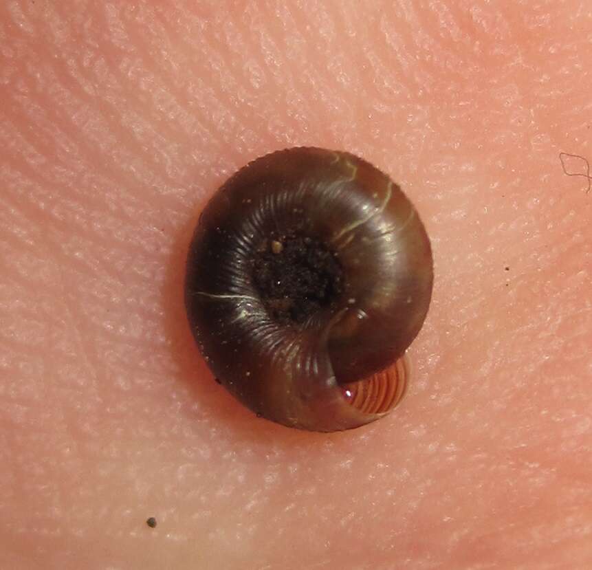 Image of disk snail