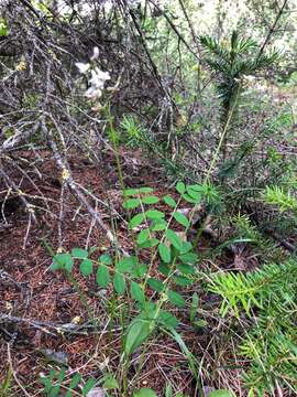 Astragalus robbinsii (Oakes) A. Gray的圖片