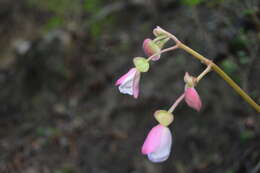 Image of Begonia parcifolia C. DC.