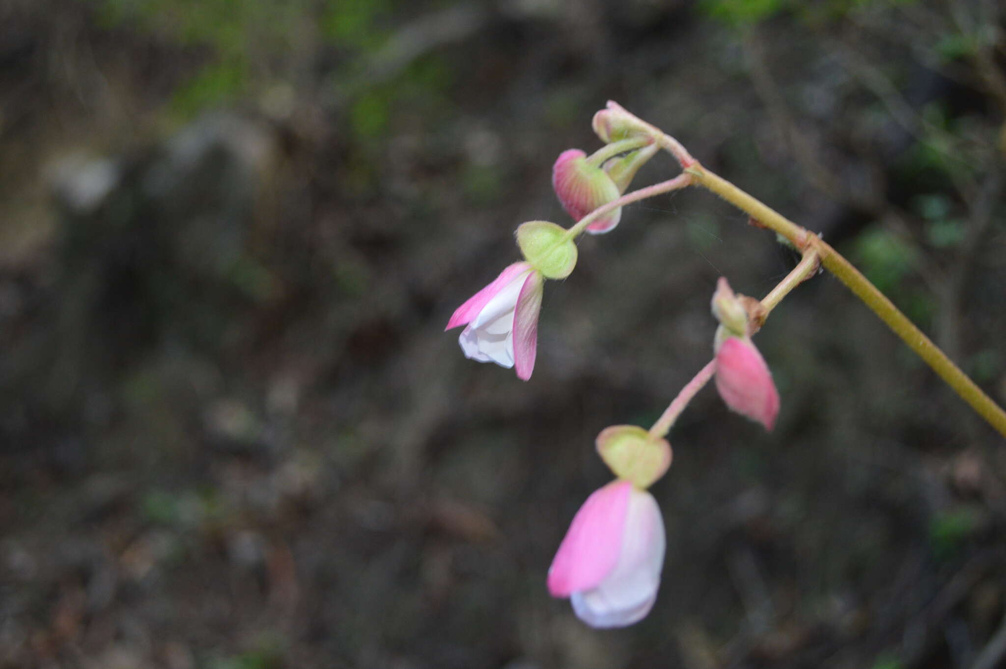 Image of Begonia parcifolia C. DC.