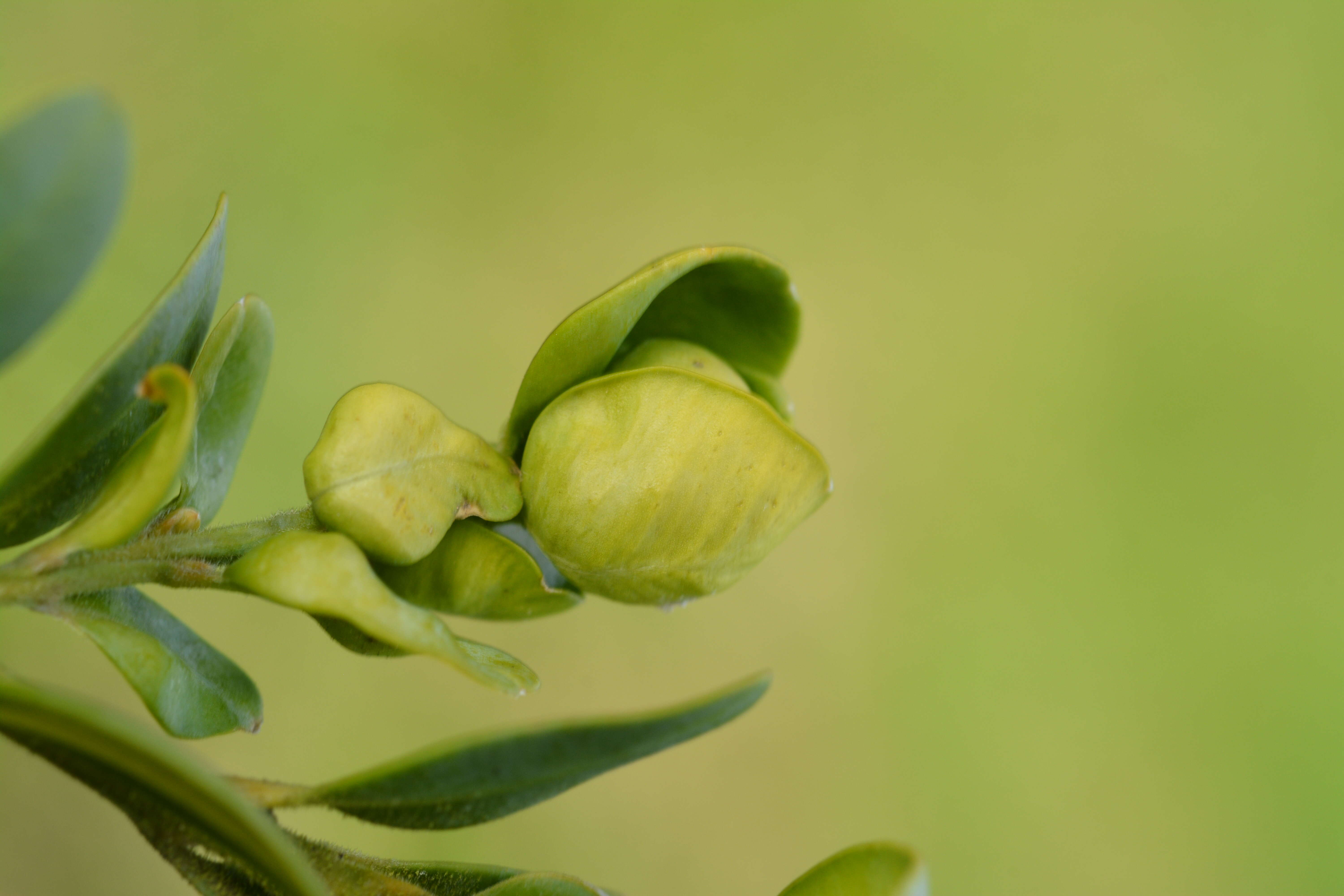 Image of Boxwood Psyllid