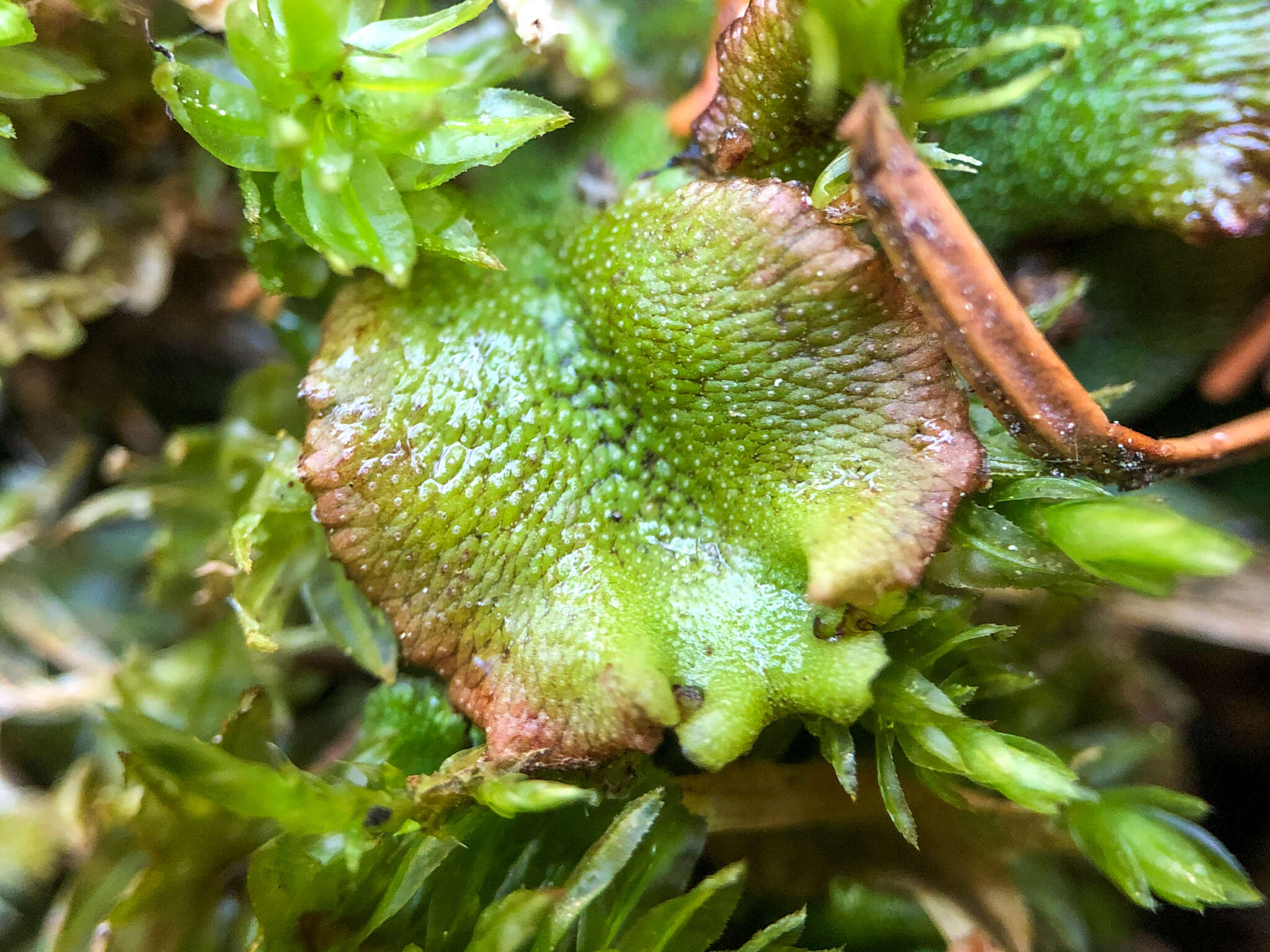 Image of Marchantia polymorpha subsp. montivagans Bischl. & Boissel.-Dub.