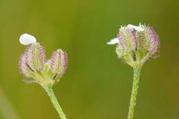 Image of spreading hedgeparsley