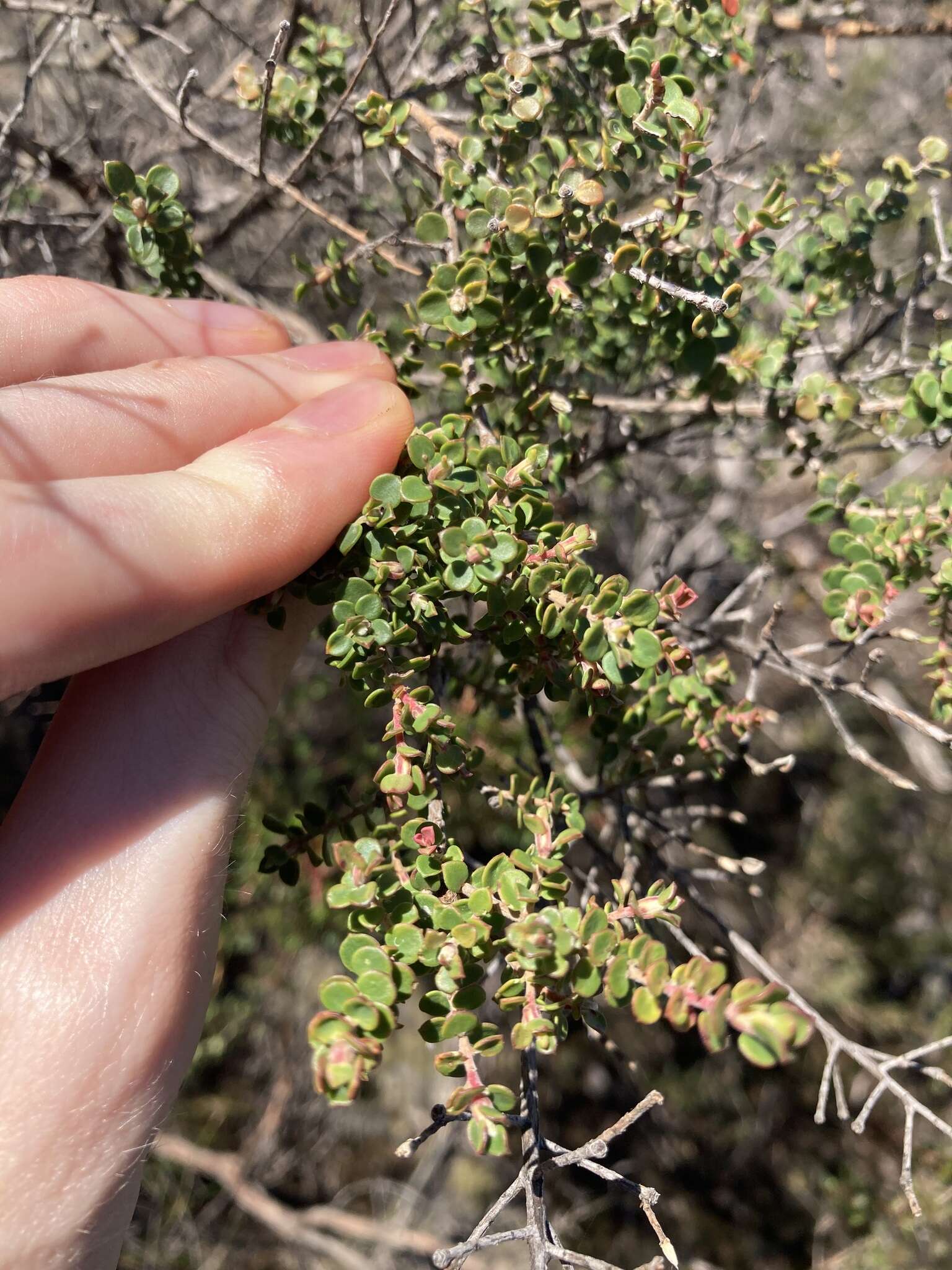 Sivun Leptospermum rotundifolium (Maiden & Betche) F. A. Rodway kuva