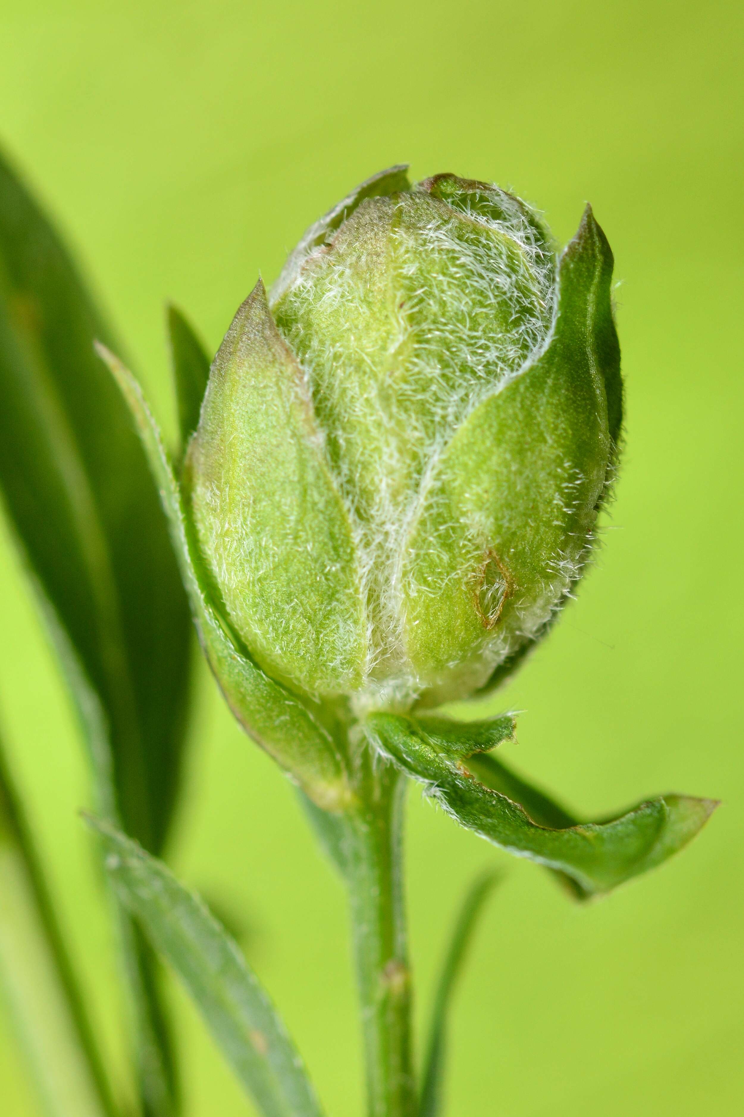 Imagem de Genista tinctoria L.