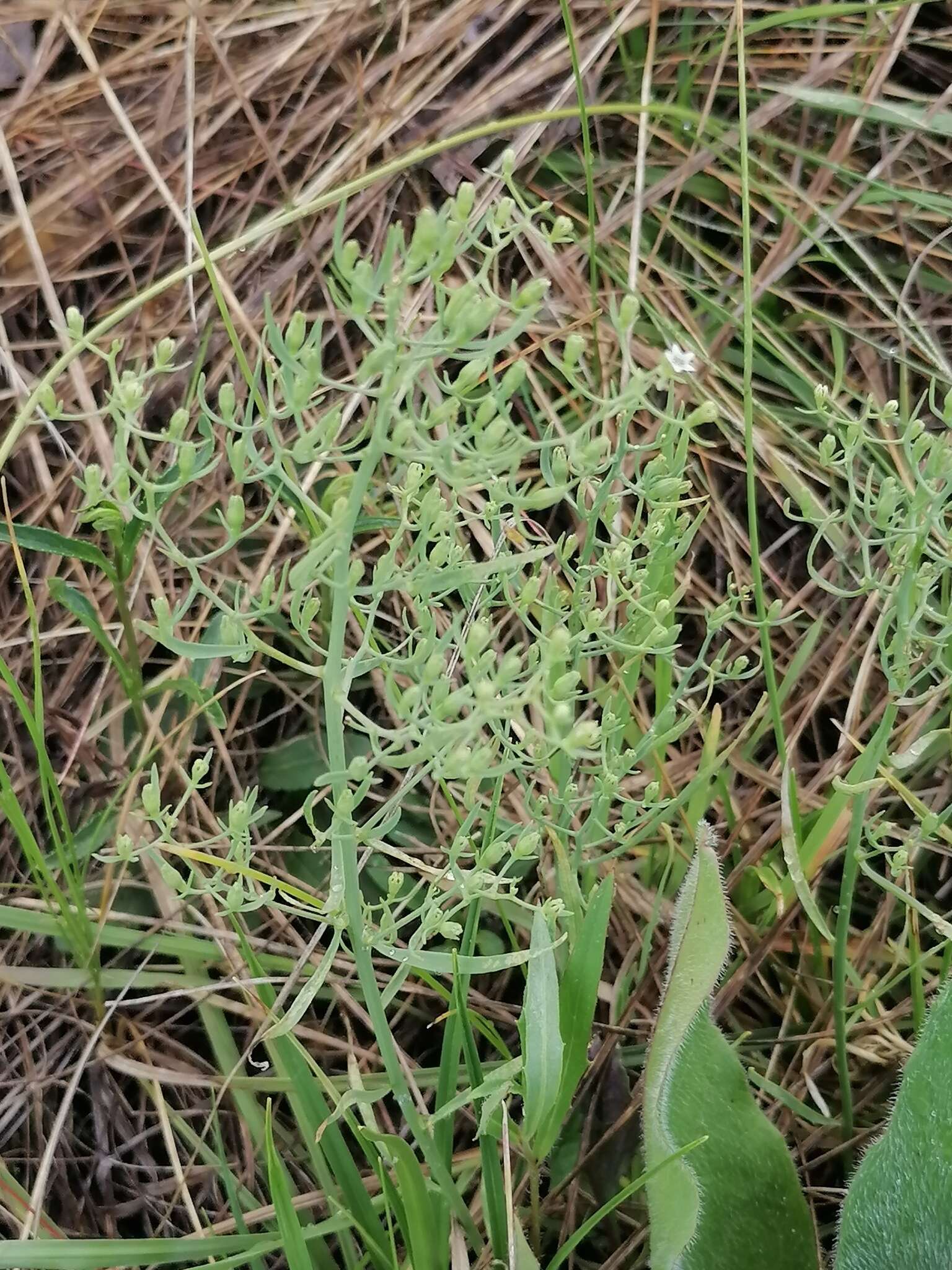 Image of Thesium repens Ledeb.