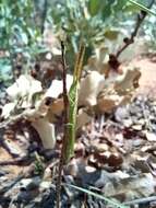 Image of Wyoming Toothpick Grasshopper