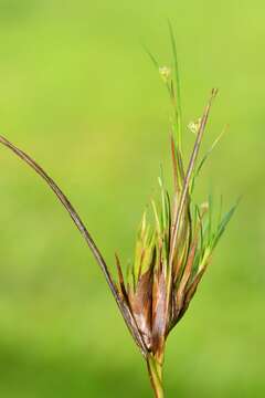 Image of Slender rush