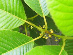 Image of Siparuna pauciflora (Beurl.) A. DC.