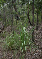 Image of Rottboellia rottboellioides (R. Br.) Druce